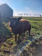Blauwe texelaar ram, Mannelijk, Schaap