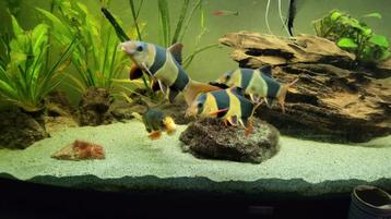 Clownbotia's groep van 4 beschikbaar voor biedingen