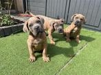 Cane corso pups mogen verhuizen alleen nog maar een teefje, Dieren en Toebehoren, Overige rassen, CDV (hondenziekte), 8 tot 15 weken