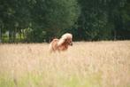 Verzorger (16+) gezocht, Dieren en Toebehoren, Toebehoren, 1 paard of pony