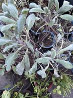 Salvia plant te ruil! Nog 1!, Ophalen, Volle zon, Vaste plant, Kruiden