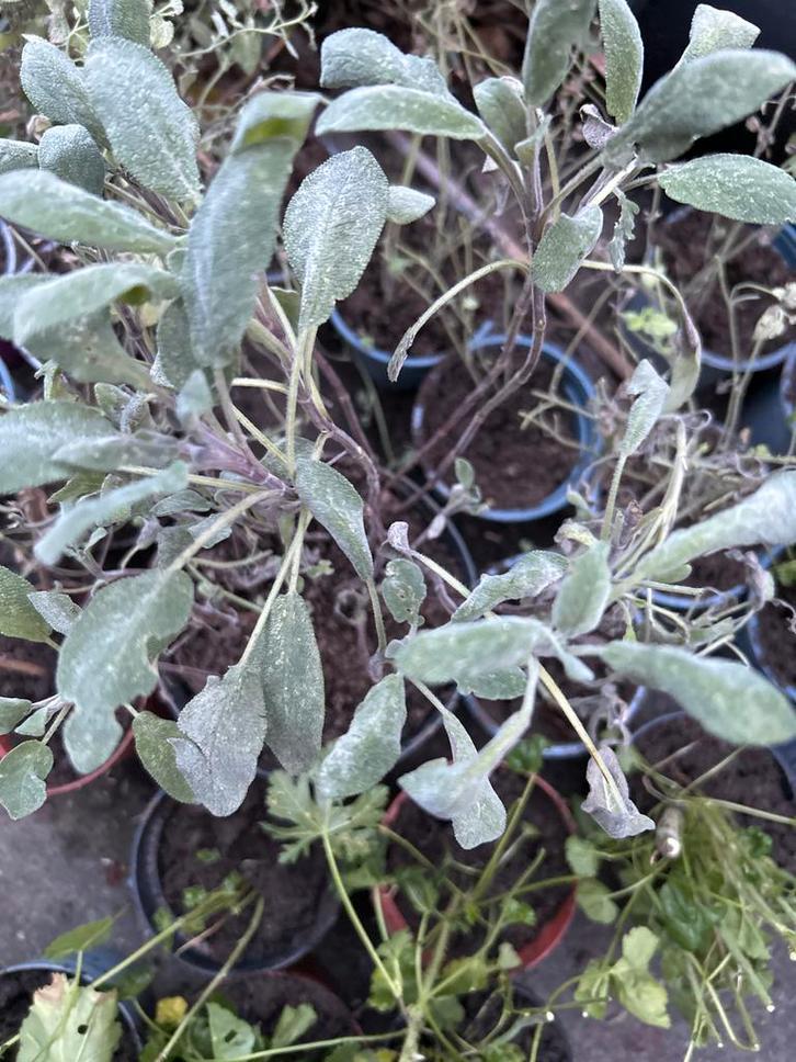 Salvia plant te ruil! Nog 1!, Tuin en Terras, Planten | Tuinplanten, Vaste plant, Kruiden, Volle zon, Zomer, Ophalen