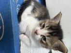 Kittens mix brietse korthaar golden, Dieren en Toebehoren, Katten en Kittens | Raskatten | Korthaar, Meerdere dieren, Gechipt