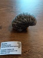 Bivalve, gryphaea arcuata fossiel, Verzamelen, Ophalen of Verzenden, Fossiel