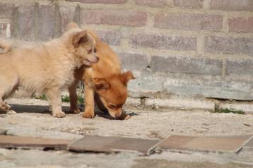 Chihuahua x pomchi pups beschikbaar voor biedingen