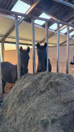 1 plekje vrij in kleinschalige opfok, Dieren en Toebehoren, Stalling en Weidegang, Opfok