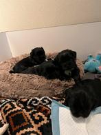 Schattige Shih tzu pups, Dieren en Toebehoren, Honden | Chihuahua's en Gezelschapshonden, Rabiës (hondsdolheid), Overige rassen