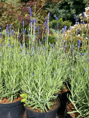 Lavendel Hidcote - Vaste Plant voor de Tuin beschikbaar voor biedingen