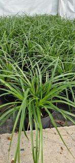 Carex morrowi pot 17cm, Tuin en Terras, Planten | Tuinplanten, Ophalen, Siergrassen, Halfschaduw