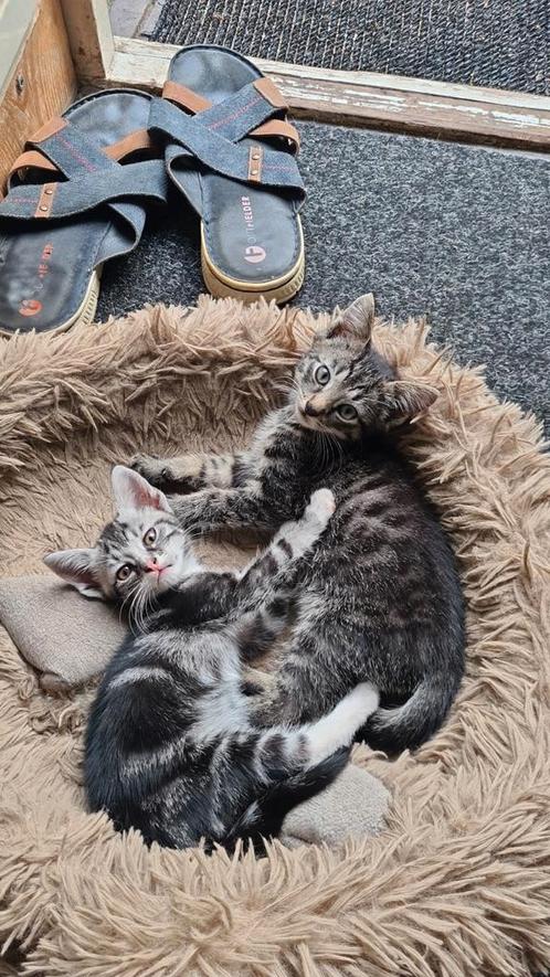 Kittens 10 mei geboren  nog 2 beschikbaar kater en een poes, Dieren en Toebehoren, Katten en Kittens | Overige Katten, Meerdere dieren