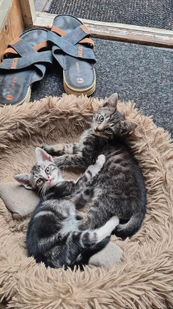 Kittens 10 mei geboren  nog 2 beschikbaar kater en een poes, Dieren en Toebehoren, Katten en Kittens | Overige Katten, Meerdere dieren