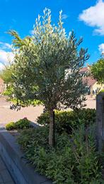 Mooie gezonde olijfboom winterhard, Tuin en Terras, Planten | Bomen, Ophalen, Volle zon, Olijfboom, 100 tot 250 cm
