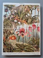 Pagina met orchideeën uit antieke encyclopedie, Ophalen of Verzenden, Voor 1940, Gebruikt