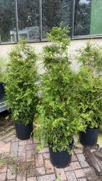 Conifeer thuja brabant 1,20 hoog 4 stuks €15 per stuk, Ophalen, Conifeer, 100 tot 250 cm
