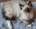 Ragdoll kittens ❤💙 mitted, Meerdere dieren