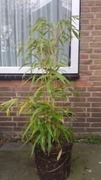 Bamboe plant fargesia (+gratis wortel doek), Ophalen, Winter, Overige soorten