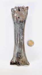 999. Runderbot schaats, ca. 1400–1750, Antiek en Kunst, Ophalen of Verzenden