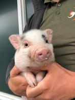 Minivarkens | Goed tam te maken | Passend advies, Dieren en Toebehoren, Meerdere dieren, Varken, 0 tot 2 jaar