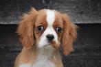 Cavalier King Charles spaniel pups, Dieren en Toebehoren, Honden | Retrievers, Spaniëls en Waterhonden, Rabiës (hondsdolheid)