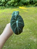 Alocasia Black velvet variegata, Ophalen of Verzenden, Overige soorten, Minder dan 100 cm