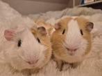 2 prachtige beige/wit cavia broertjes aangeboden, Augustus, Mannelijk, Cavia