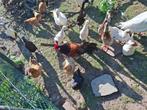 Haan vorwerk, Dieren en Toebehoren, Pluimvee, Mannelijk, Kip