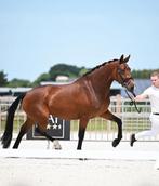 Fokmerrie te koop, Dieren en Toebehoren, Paarden, Merrie, Gechipt, Niet van toepassing, 170 tot 175 cm