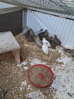 Chinese kwartels, Meerdere dieren