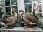 Taxidermie twee grote grauwe ganzen, Ophalen, Gebruikt, Beeldje of Figuurtje