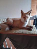 Opgezette liggen vosje ophalen contant betalen, Ophalen, Zo goed als nieuw, Wild dier, Opgezet dier