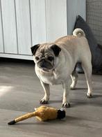Gouden mandje gezocht voor twee lieve honden, 6 jaar of ouder, Reu, Meerdere, Chihuahua