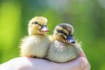Oud-Hollandse kwaker kuikentjes | Gesekste eenden kuikens, Meerdere dieren, Eend