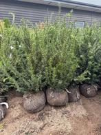 Taxus Baccata, Tuin en Terras, Planten | Struiken en Hagen, Ophalen, Taxus, Haag, Minder dan 100 cm