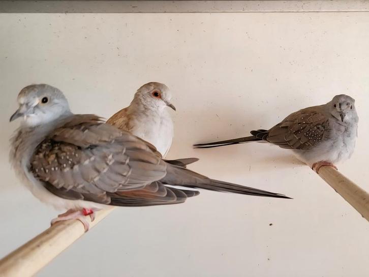 Diamant duifjes van voorjaar / zomer 2025, Dieren en Toebehoren, Vogels | Overige Vogels, Meerdere dieren