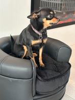 Chihuahua 4j vrouwtje zoekt een nieuw liefdevolle huis, Dieren en Toebehoren, Honden | Chihuahua's en Gezelschapshonden, CDV (hondenziekte)