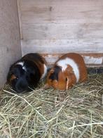 Twee leuke mannetjes cavia, Dieren en Toebehoren, Knaagdieren, Januari, Mannelijk, Cavia