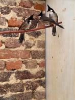 Buulbuul, Dieren en Toebehoren, Vogels | Overige Vogels, Vrouwelijk, Geringd