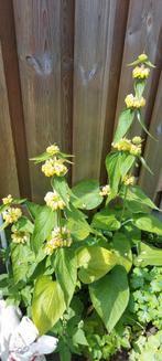 Phlomis Russeliana, Tuin en Terras, Bloembollen en Zaden, Ophalen of Verzenden, Voorjaar, Volle zon