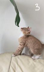 kitten, Dieren en Toebehoren, Katten en Kittens | Overige Katten, Meerdere dieren, 0 tot 2 jaar