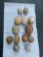 stenen eieren, Overige typen, Ophalen of Verzenden