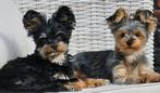 Op zoek naar een liefdevol en stabiel thuis, Dieren en Toebehoren, Honden | Jack Russells en Terriërs, Yorkshire Terriër, Rabiës (hondsdolheid)