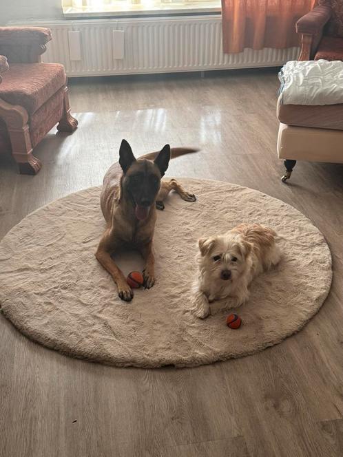 Hondenoppas in Den haag vanaf €20, Diensten en Vakmensen, Dieren | Honden | Verzorging, Oppas en Les, Particuliere oppas, Uitlaatservice