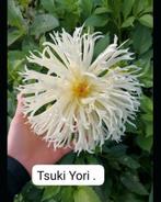 Bio Dahlia Knol - Tsuki Yori, Tuin en Terras, Ophalen of Verzenden, Volle zon