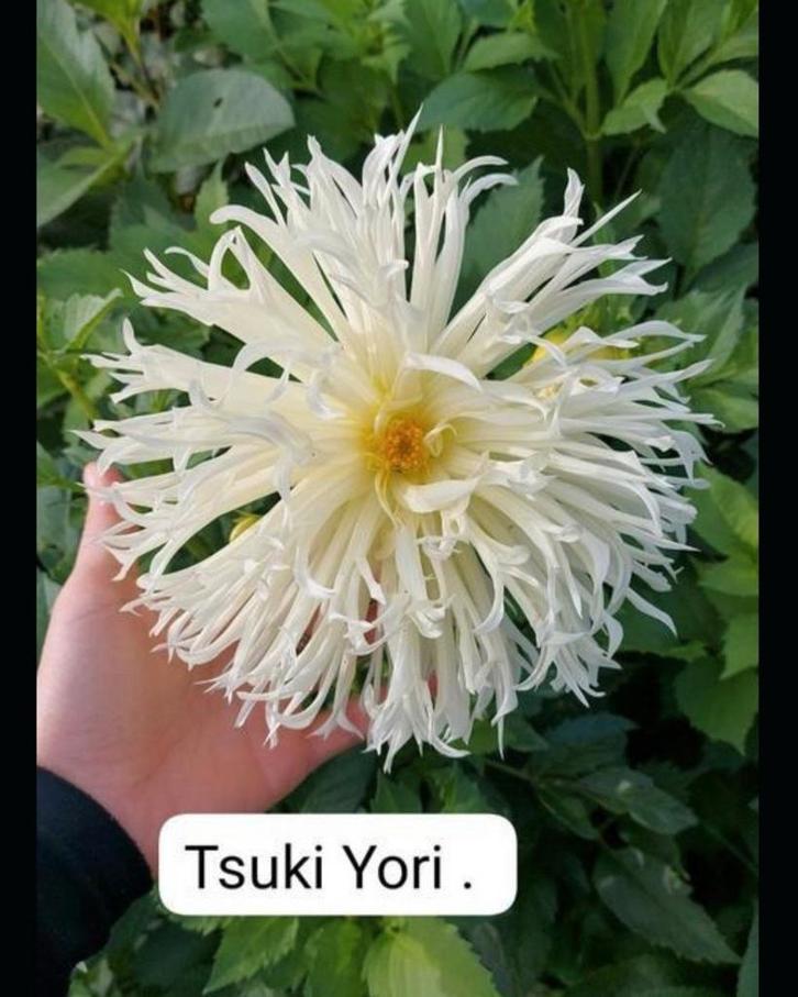 Bio Dahlia Knol - Tsuki Yori, Tuin en Terras, Bloembollen en Zaden, Volle zon, Ophalen of Verzenden