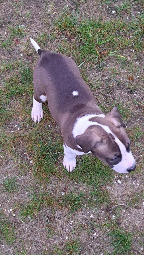 Amerikaanse Stafford pups REUTJE mooie kleur!! UNIEKE, Dieren en Toebehoren, Honden | Niet-rashonden, Middel, Reu, Particulier