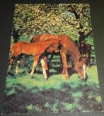 Paarden - Horses - Cheveaux - Met veulen onder bloesemboom, Verzamelen, Ansichtkaarten | Dieren, Verzenden, 1980 tot heden, Gelopen