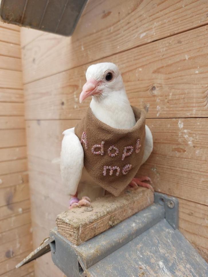 Uriël zoekt een goed tehuis, Dieren en Toebehoren, Vogels | Duiven, Overige soorten, Geslacht onbekend