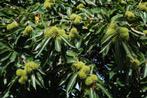 Tamme kastanje bomen Castanea sativa kastanjeboom, Overige soorten, In pot, Ophalen of Verzenden, 100 tot 250 cm
