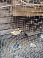 15 kanaries, Meerdere dieren, Kleurkanarie