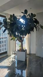 Ficus Elastica Boom 260cm, Tuin en Terras, Planten | Bomen, Ophalen of Verzenden, Volle zon, Overige soorten